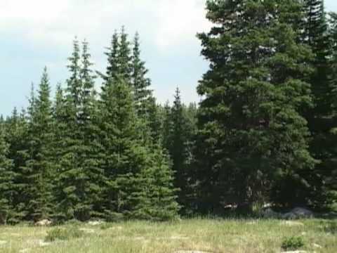 The Subalpine Forests of Wyoming