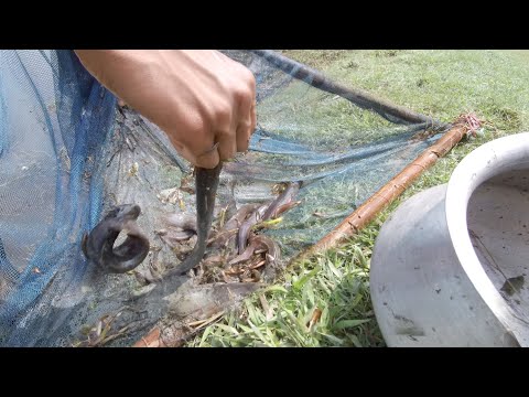 Most Satisfying Cast Net Fishing Video Catch Tons of Fish   Traditional Net Catch Fishing In River😍
