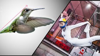 What Can Hummingbirds Teach An Indoor Skydiver?