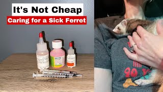 It’s Not Cheap: Caring for a sick ferret