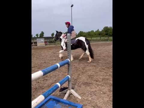 Jigsaw 3 year old sports cob - Image 2