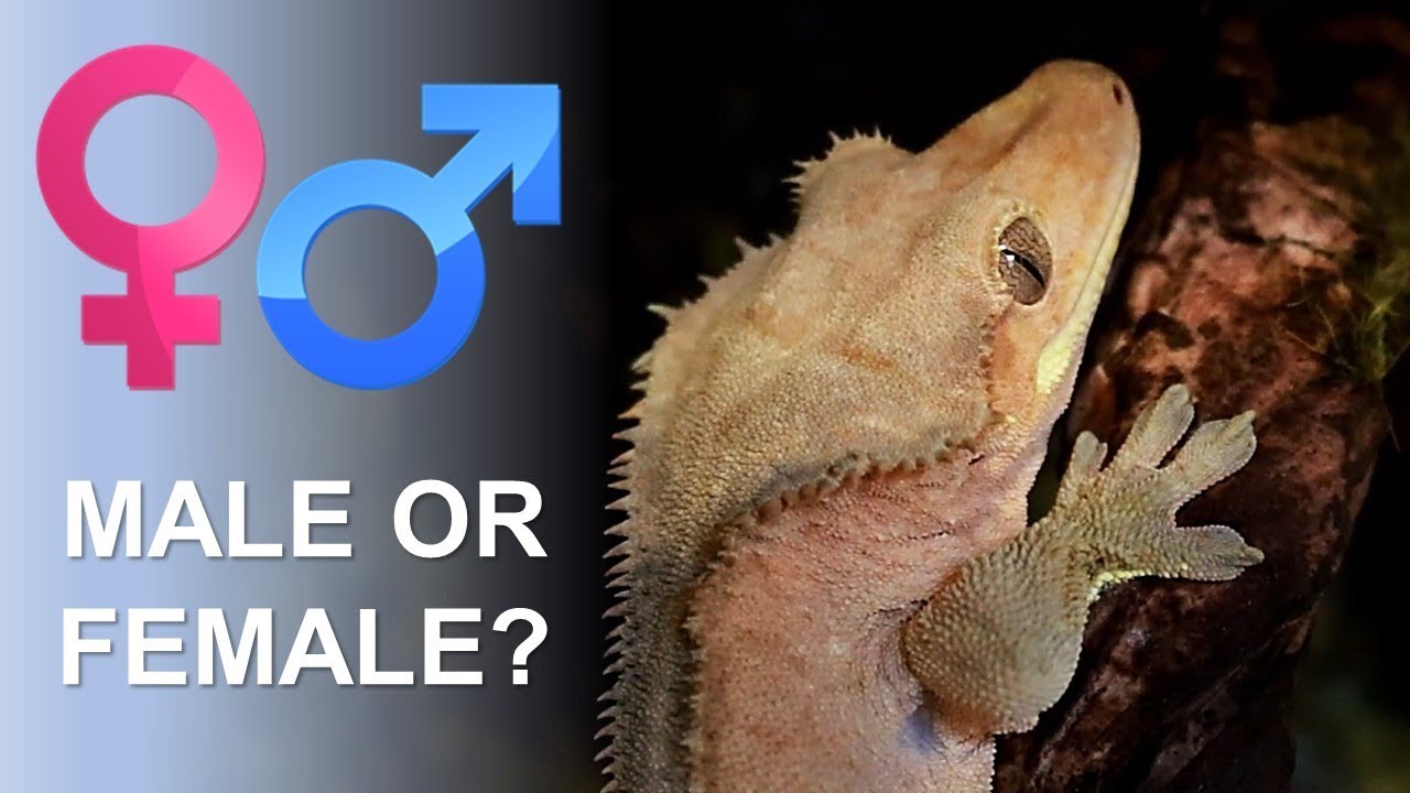 How To Tell If Your Crested Gecko Is Male Or Female