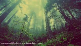 Natural Cure Music: Calm Relaxing Songs for Stress Relief, Forest & Ocean Sounds