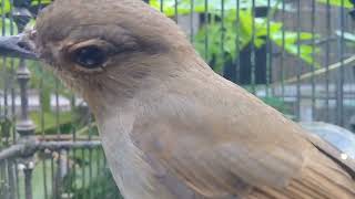 Download lagu TELEDEKAN LAUT BETI BERSIUL MERDU mp3