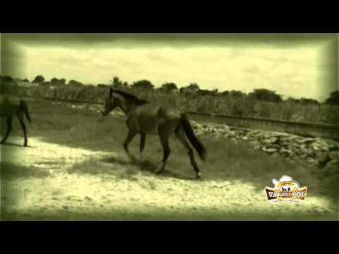 BANDA VALEU BOI - LAMENTO DO CAVALO.flv