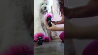 pawsh pads dog boots