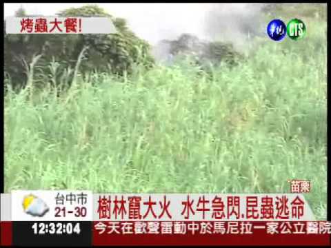 烏秋"不怕死"! 為覓食衝向火坑