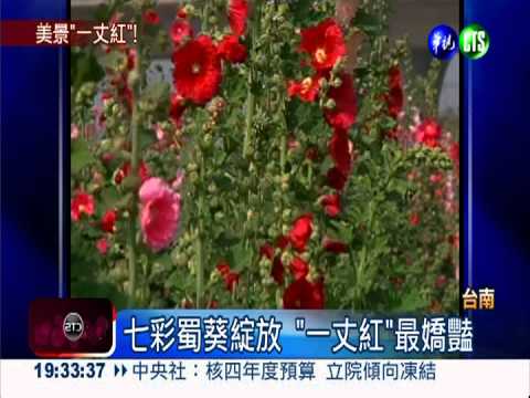 不輸櫻花海! "紫藤花"盛開絕美