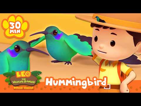 CAN YOU SPOT THIS BIRD WITH SUPER SPEED? | Leo the Wildlife Ranger | Learning Animal Cartoons - Kids TV Series, Kingdom Kids Zone - Leo the Wildlife Ranger - Official Channel