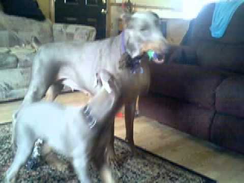 Jazz Poofter - John's Folding Chair