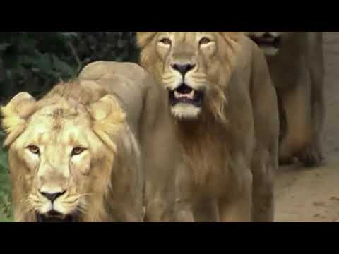 E05 05 Big Five Asien Der Löwe