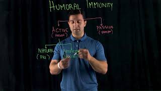 Humoral Immunity