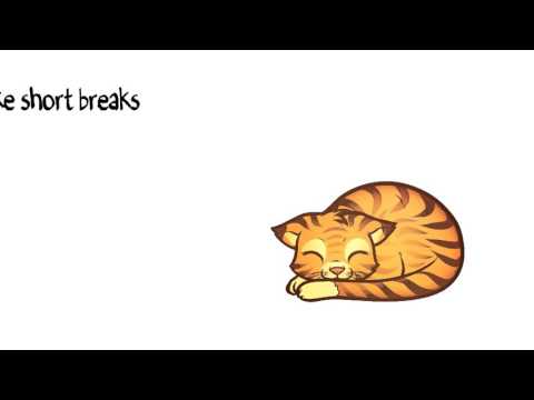 What entrepreneurs can learn from cats - Sachin Mittal Inspirational Video
