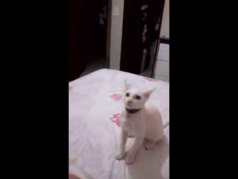 Dagoberto - O gato que acha que é um cachorro