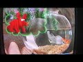 Elmo S World Elmo S World Tickle Me Land Sample