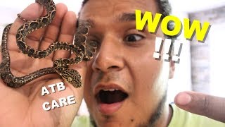 How To Care For A Amazon Tree Boa | Feeding My Arboreal Snakes 🐍🐍🐍