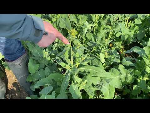 Blütenbehandlung im Raps 2023