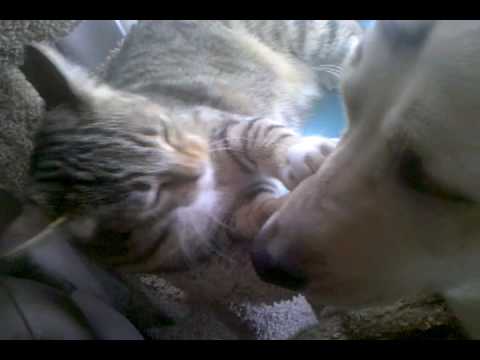 Cat vs. Dog -  A lazy fight.