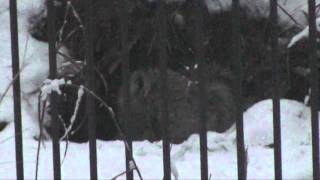 Ry Cooder - Nothing Out There - Lonesome Coyote