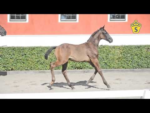 SWB Elitfölauktion 2015 - 35. Dantino Welt PWR e. Dante Weltino - Weltmeyer