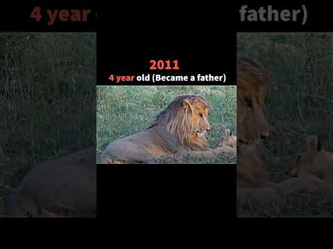 The evolution of the greatest lion in the history #viral #shorts #youtube