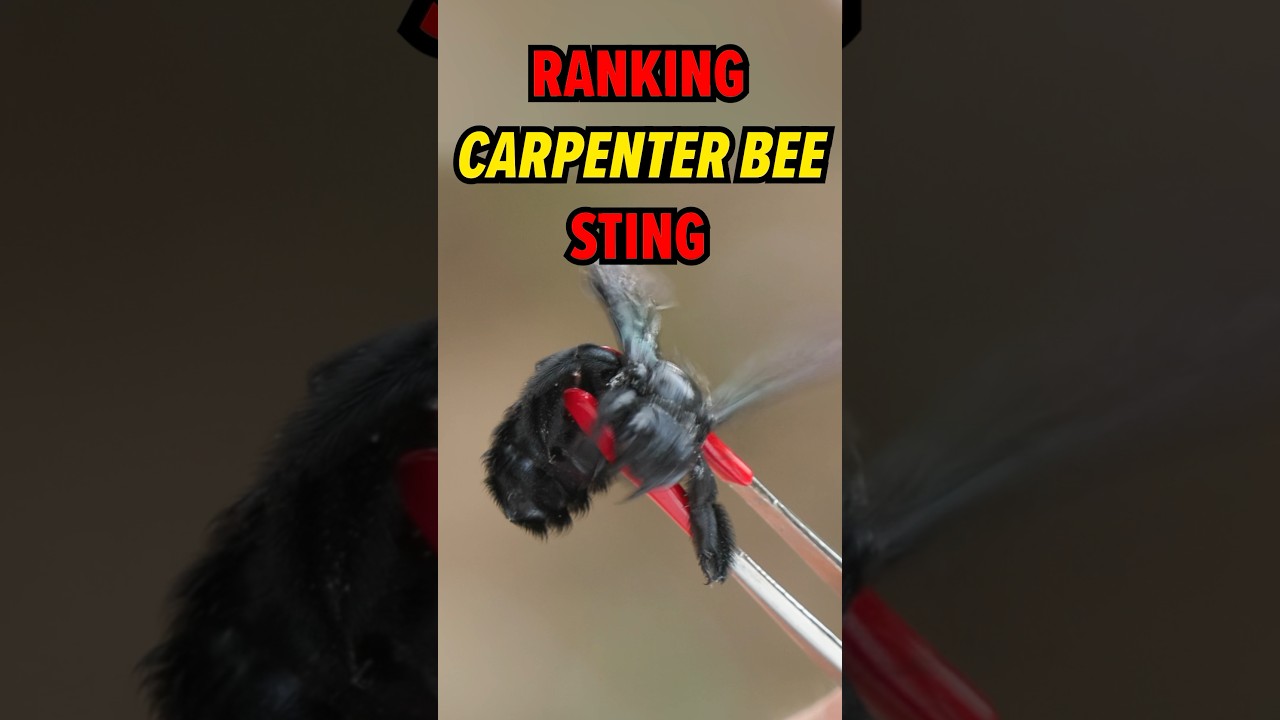 MASSIVE Carpenter BEE Sting Ranked!