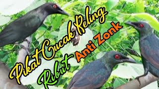 Download lagu suara pikat burung cucak Keling anti zonk mp3