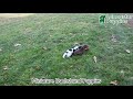 Miniature Dachshund dogs for sale: Chloe - Video 1
