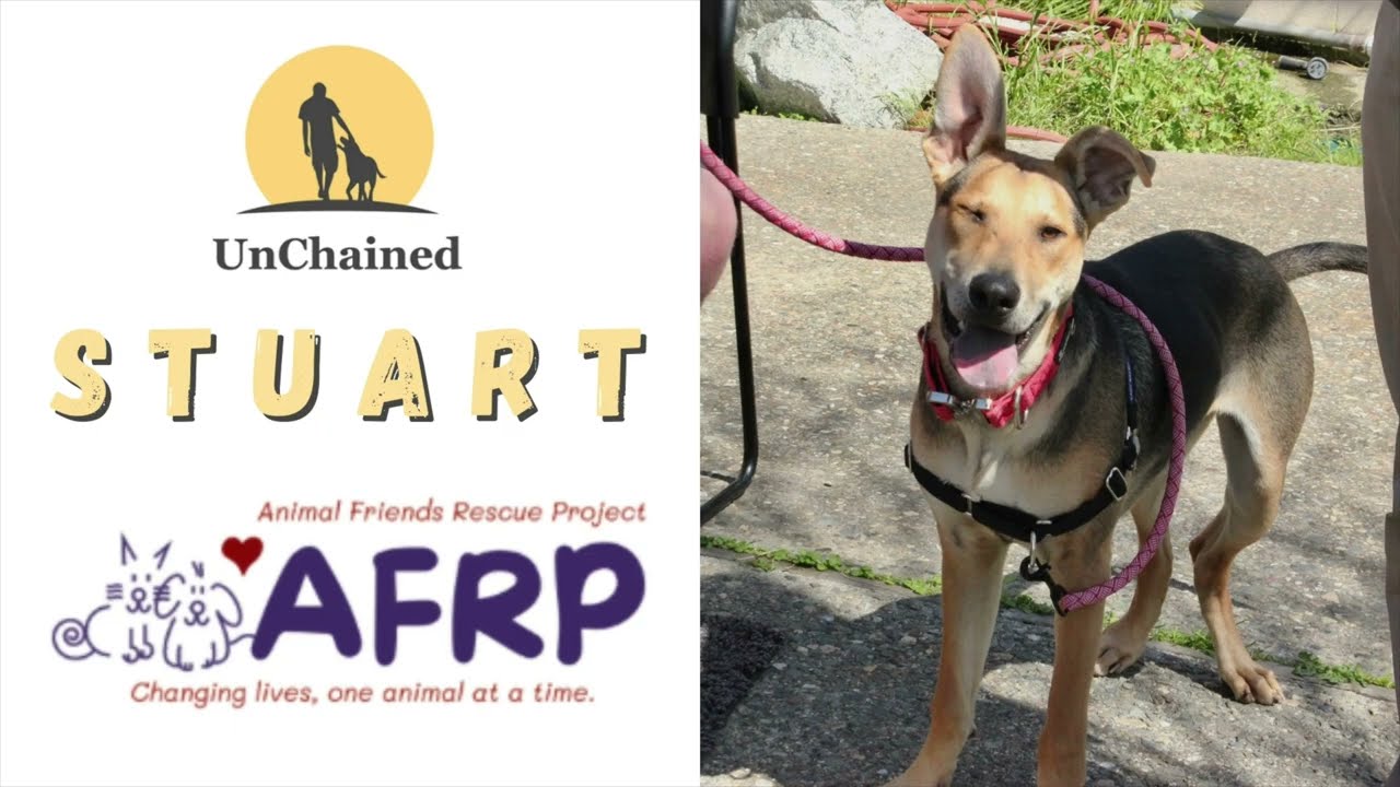 Enlarge Stuart, a Adoptable mixed breed in Pacific Grove, CA video 6/6