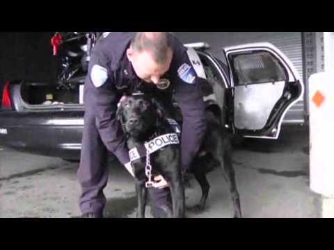 Legal Pot Changes Wash. Police Training Tactics