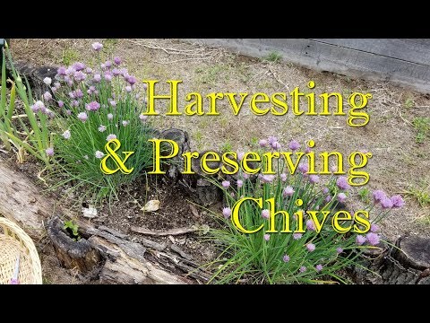 download lagu mp3 mp4 How To Dry Chives, download lagu How To Dry Chives gratis, unduh video klip How To Dry Chives