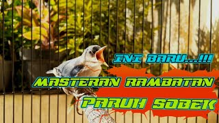 Download lagu Masteran Rambatan Betina ! Super Gacor mp3