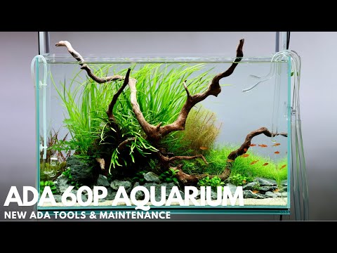 Trying New ADA Tools | 60P Nature Aquarium Maintenance