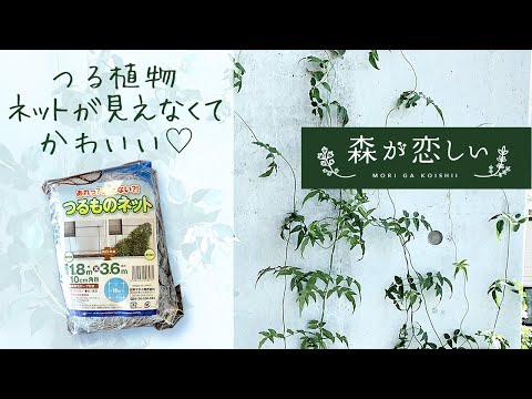 plantes-grimpantes-mandévilla-fleurs-roses-terrasse