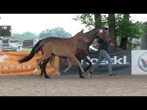 Bethke, Jovian-Sir Donnerhall-Fürst Heinrich