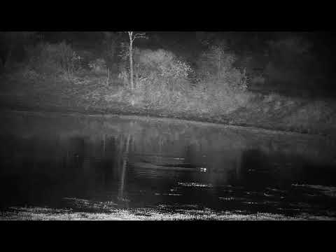 Djuma: Lone Hippo arrives - 02:57 - 07/20/2022