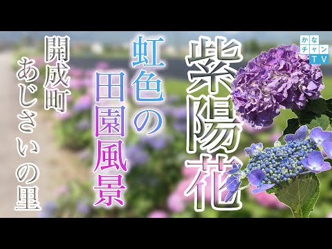 【開成町あじさいの里】虹色の田園風景【紫陽花】