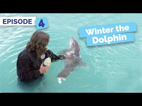 download lagu mp3 mp4 How Did Winter Lose Her Tail, download lagu How Did Winter Lose Her Tail gratis, unduh video klip How Did Winter Lose Her Tail