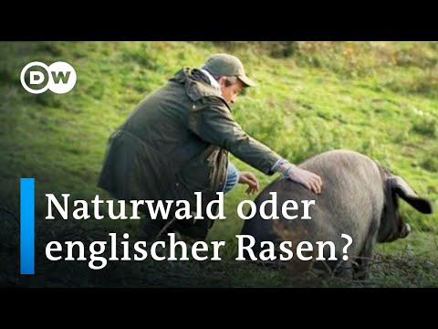 Großbritannien: Naturwald statt englischer Rasen | Fokus Europa