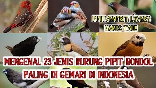 Download lagu Mengenal 23 Jenis Burung Pipit/Emprit Paling Di Gemari Di Indonesia mp3
