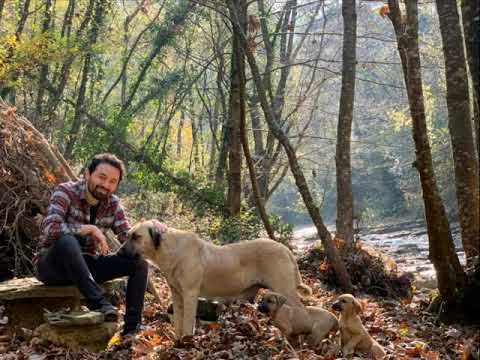 Apolas Lermi   Akçaabat Muhabbet Havası