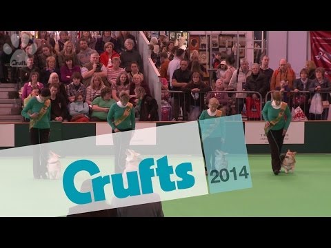 Obreedience | Heelwork | Part 2 | Crufts 2014
