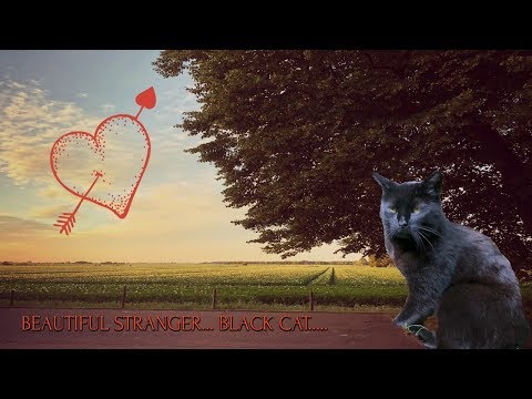 I LOVE THIS BLACK CAT