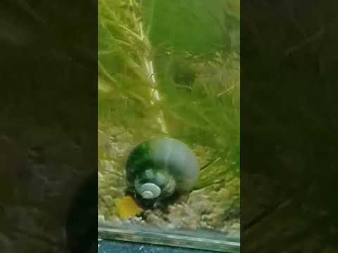 Caracol manzano negro