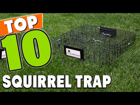 Best Squirrel Trap In 2025 - Top 10 Squirrel Traps Review