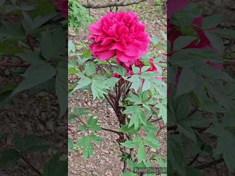 牡丹の開花を促進するにはどうすればよいですか？花を咲かせるにはどんな肥料を、いつ与えればよいのでしょうか？  庭園