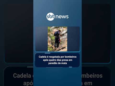 Cadela é resgatada por bombeiros após quatro dias presa em paredão de mata | #SBTManhã