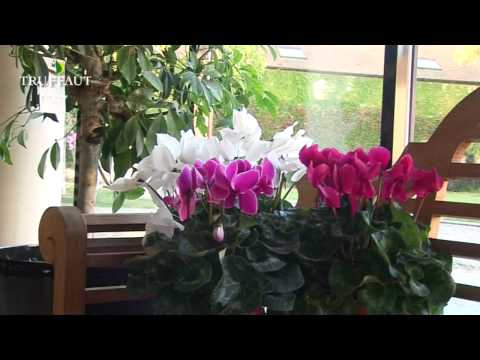 comment soigner cyclamen