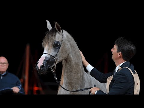 D NAJLAH - Junior Filly Contender, KIAHF 2023 Title Show