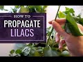 How to Prepare Lilac Plant Cuttings to Root